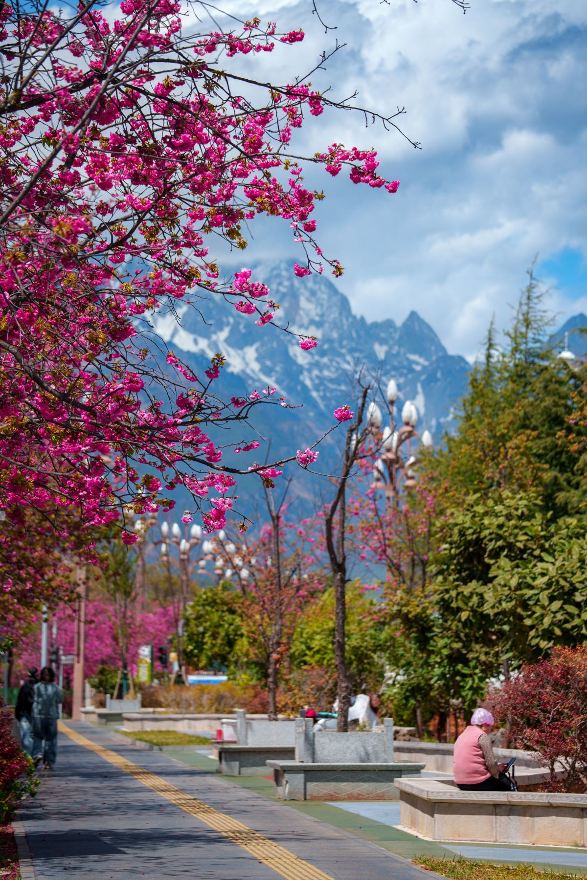 Cherry blossom in front of a mountain